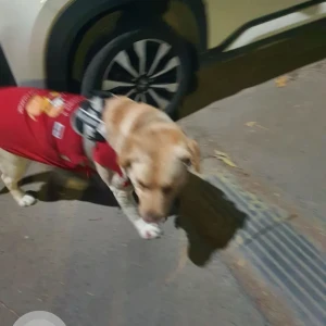 A Light Brown Labrador Dog Missing from K pocket Sarita Vihar