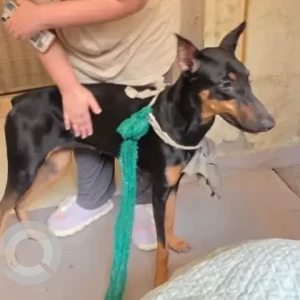 A Black and Brown Doberman Dog Found from Ashoka park-3