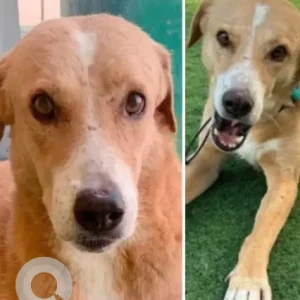 A Light Brown Mix Dog Missing from JVC 16 street 3