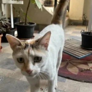 A White Indie Cat Found from Koramangala 5th block-2
