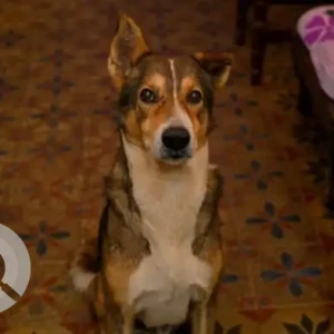 A White-Brown Mix Indie Dog Missing from Caranzalem, Panaji