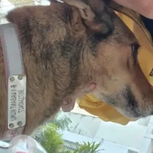 A Brown Indie Dog Missing from B-1 Vasant Kunj-2