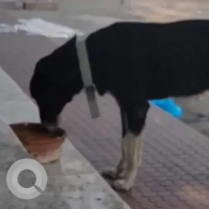 A Black and White Indie Dog Missing from Mansarovar Garden