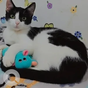 Male Domestic Cat Adoption for Adoption in Goregaon West