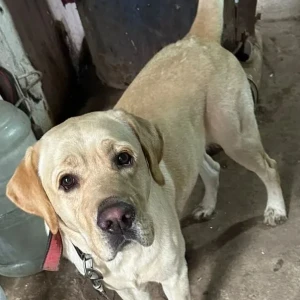 A Light Brown Labrador Dog Found from Dilli Haat, NSP, Pitampura-2