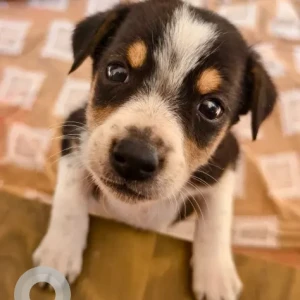 Male Indie Dog Adoption for Adoption in Seegehalli, Kadugodi, Whitefield, Bangalore