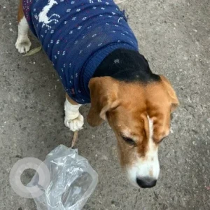 A White-Brown Mix Beagle Dog Found from Keshav Puram metro station-2