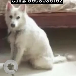 A White Pomeranian Dog Missing from Akkayyapalem
