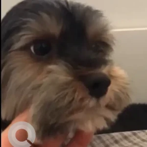 A Black and White Shih Tzu Dog Missing from west baniyas villa 3-2