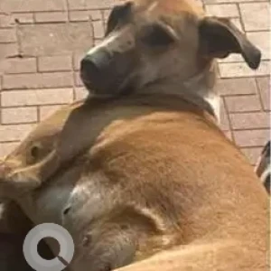 A White-Brown Mix Indie Dog Missing from Bhondsi