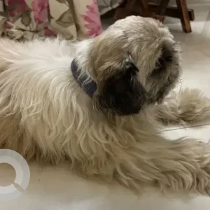 A White-Brown Mix Shih Tzu Dog Found from Kasturi Nagar-3