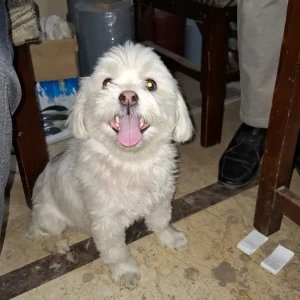 A White Shih Tzu Dog Found from BN Block Shalimar Bagh