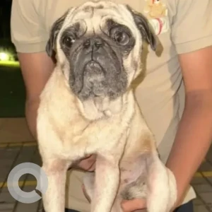 A Black and White Pug Dog Found from Shivaji Nagar, Bengaluru