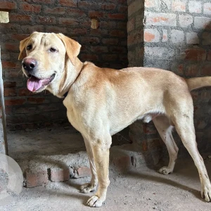 A Golden Indie Dog Found from Iyapakkam, Chennai-2