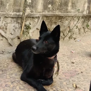 A Black Indie Dog Found from Civil lines area