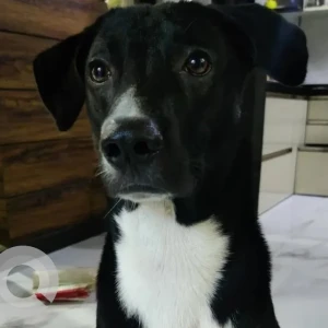 A Black and White Indie Dog Missing from Anand Nagar, Pune