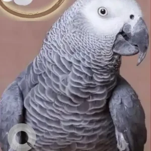 A Grey African grey parrot Bird Missing from Al Nahda 2