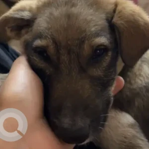 Male Indie Dog Adoption for Adoption in Delhi