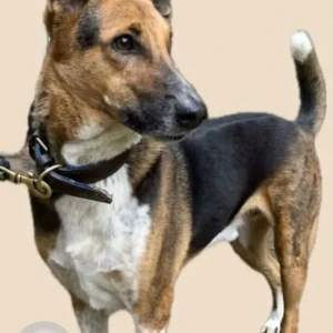 A Black and Brown Indie Dog Missing from Vilas, DLF Phase 2