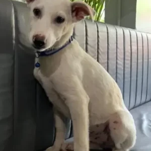 A White Indie Dog Missing from PTA school, Ashokapillar