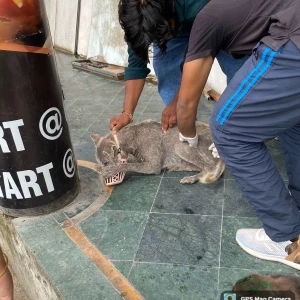 Rabies vaccination-75