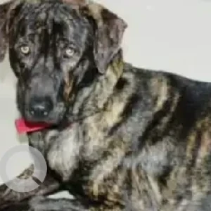 A Black and Brown Indie Dog Missing from Rajarajeshwari Nagar, Dasanakoppalu