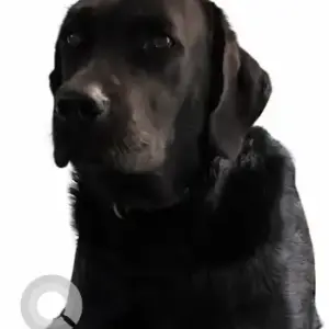 A Black Labrador Dog Missing from Yediyur lake, Jayanagar-2