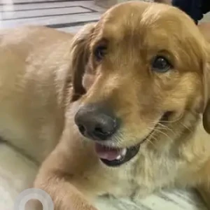 A Brown Golden Retriever Dog Found from The Kind, JP nagar