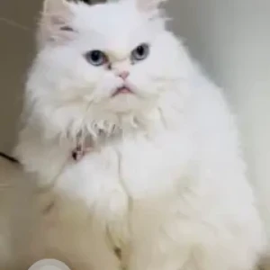 A White Persian Cat Missing from Sheikh Zayed Collector Road