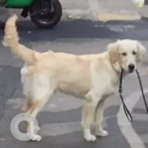 A White Golden Retriever Dog Missing from Kalidasa circle, Srinagar