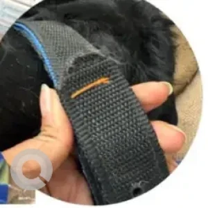 A Black Labrador Dog Found from Noida, Sector 150-3