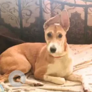 A White-Brown Mix Indie Pariah Dog Missing from KTPO, Whitefield