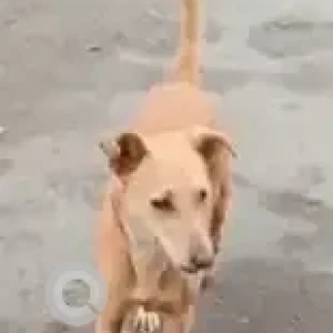 A White-Brown Mix Indie Dog Missing from Moulivakkam, Porur-2