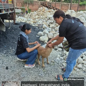 Rabies vaccination-56
