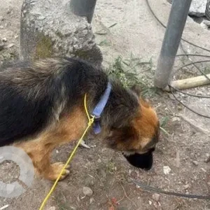 A Black and Brown German Shepherd Indie mix Dog Found from Banjara Hills-2