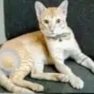 A Orange Indie Cat Missing from Chennai
