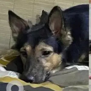 A Black and Brown German Shepherd Dog Missing from Ganeshpura, Tri Nagar