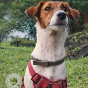 A White-Brown Mix Jack Russell Dog Missing from Arambol
