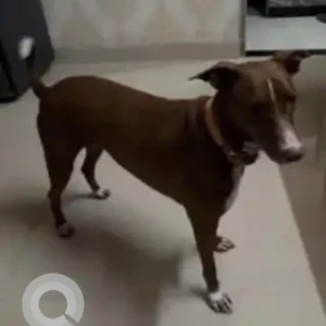 A White-Brown Mix Indie Dog Missing from Navi Mumbai-2