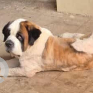 A White-Brown Mix Saint Bernard Dog Missing from J. P. Nagar, Bengaluru