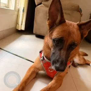 A Black and Brown German Shepherd Dog Found from Ragigudda-2