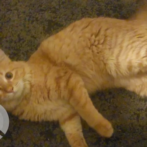 A Golden Domestic Shorthair Cat Missing from Mirdif 63e