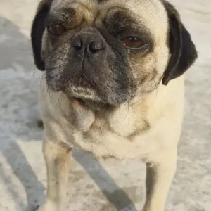 A Grey Pug Dog Missing from Radhemai Area, Parsa