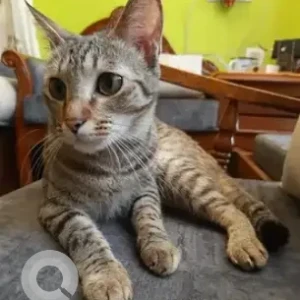 A Black and Brown Domestic short hair cat Cat Missing from Amardham apartments-2