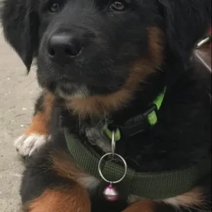 A Black and Brown Indie Dog Missing from Makalbari