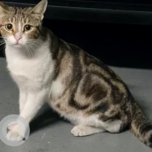 A White-Brown Mix Domestic Shorthair Cat Missing from American Hospital Visitor Parking in Oud Metha