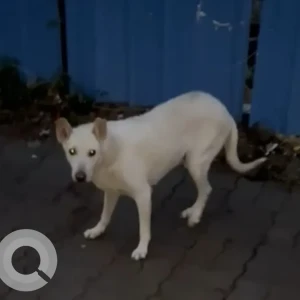 A White Indie Dog Missing from Pune