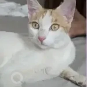 A White Indie Cat Missing from Horamavu, Bengaluru
