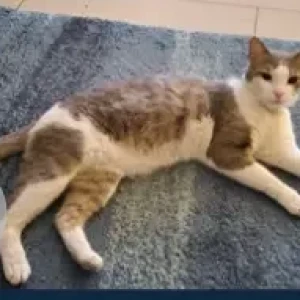 A White and Grey Arabian Mau Cat Missing from JVC(District 14)