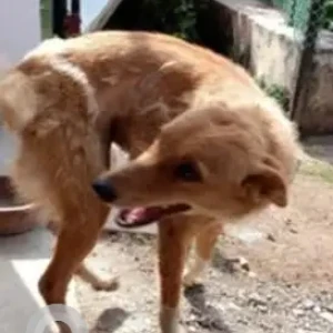 A White-Brown Mix Indie Dog Missing from Nagpur-2